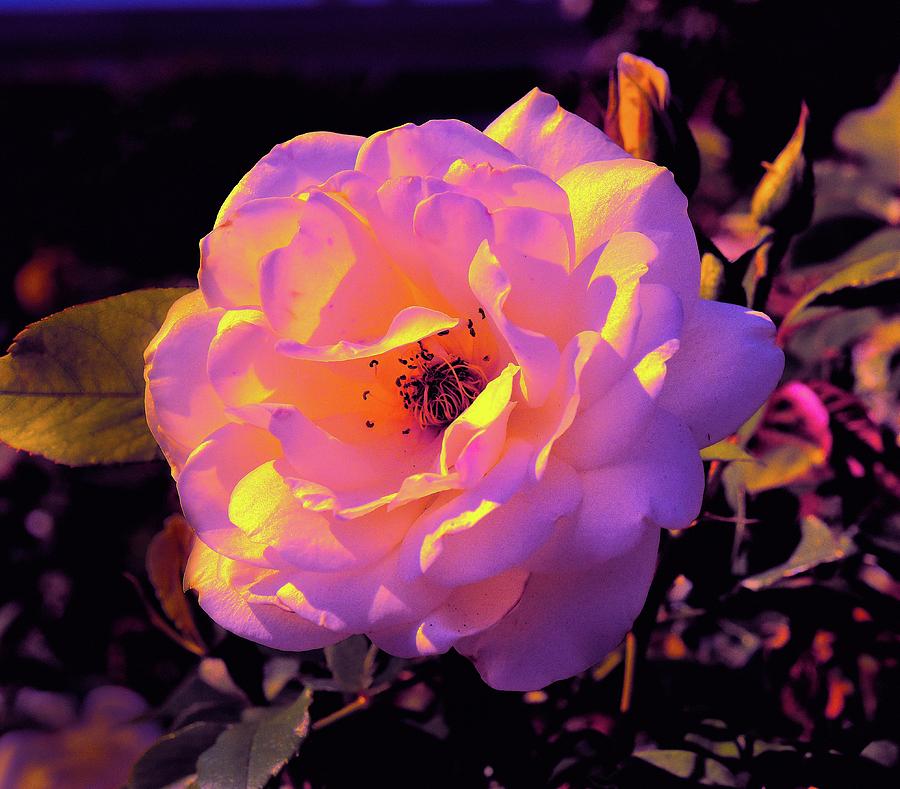 7 White Rose with Abstract Colors Photograph by Linda Brody