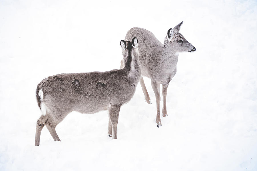 White Tailed Deer Seeking Food In Snow #7 Photograph by Alex Grichenko