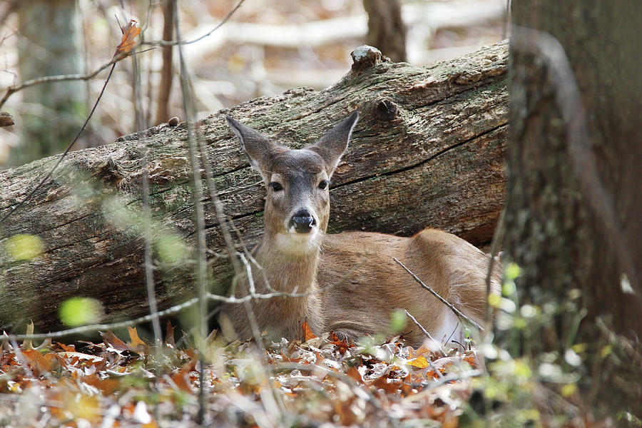 White Tailed Deer Smithtown New York #7 Photograph by Bob Savage