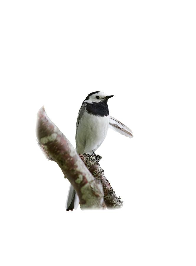 White wagtail with transparent background Photograph by Jouko Lehto