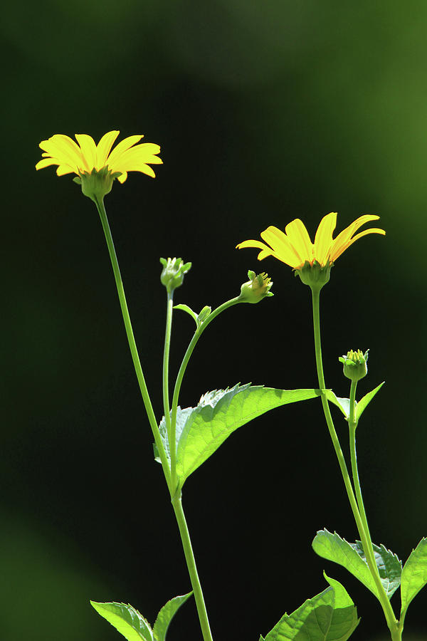 Wild Sunflower Stony Brook New York  #7 Photograph by Bob Savage