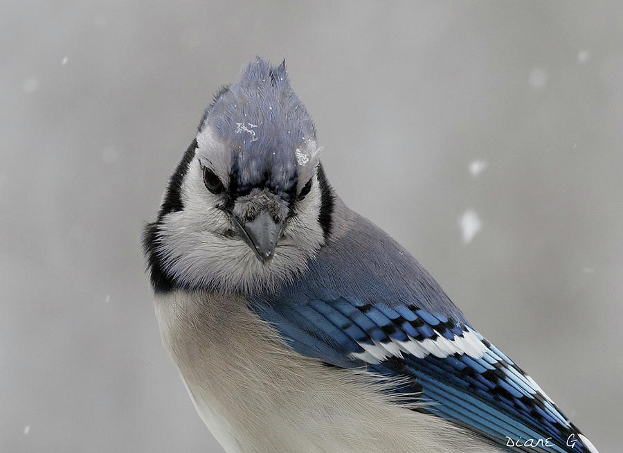 Winter Blue Jay #7 Photograph by Diane Giurco