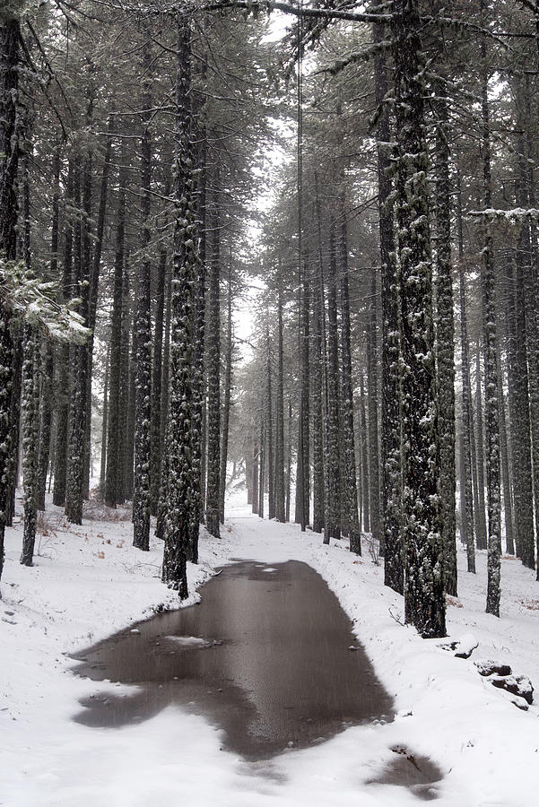 Winter forest landscape. Snowy mountain path Photograph by Michalakis Ppalis