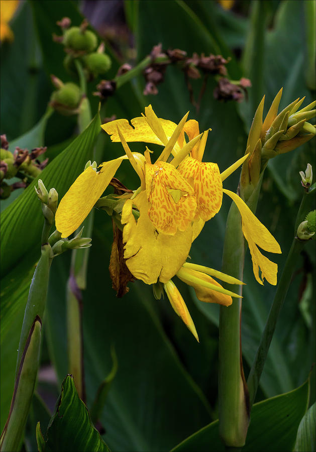 Yellow Flower #7 Photograph by Robert Ullmann