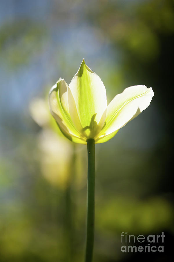 Yellow tulips #7 Photograph by Kati Finell