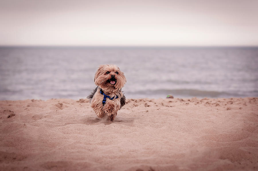 York dog playing on the beach. #7 Photograph by Peter Lakomy