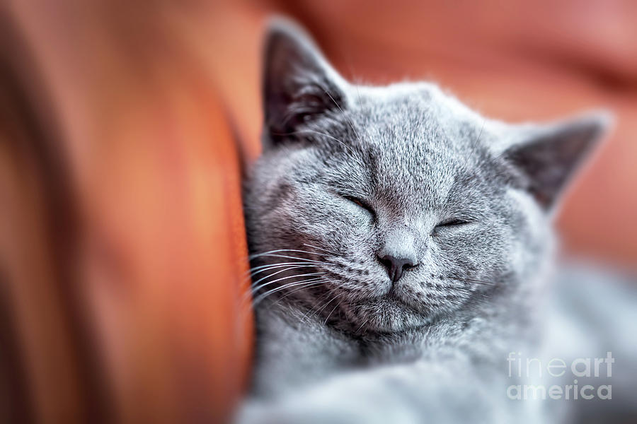 Young cute cat resting on leather sofa. The British Shorthair kitten