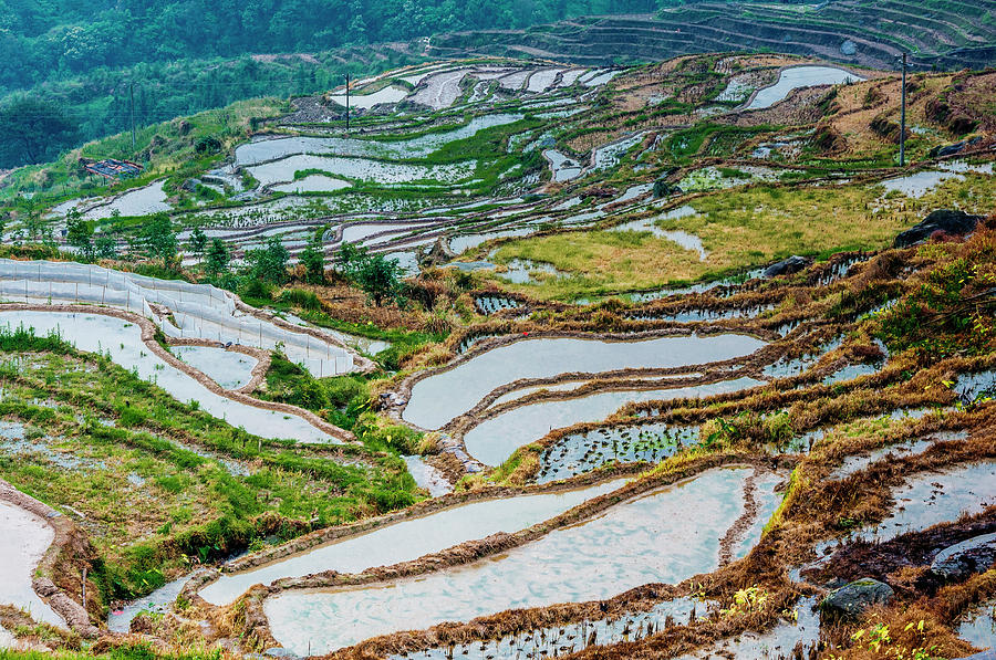 Longji terraced fields scenery #70 Photograph by Carl Ning