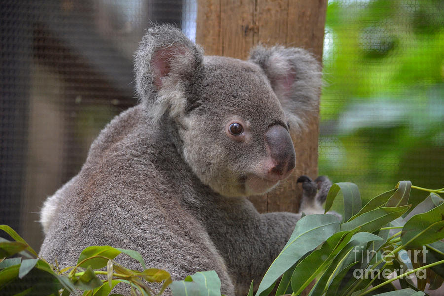 70- Queensland Koala Photograph by Joseph Keane