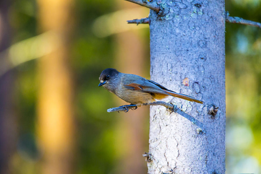 Siberian Jay Photograph By Borje Olsson Fine Art America