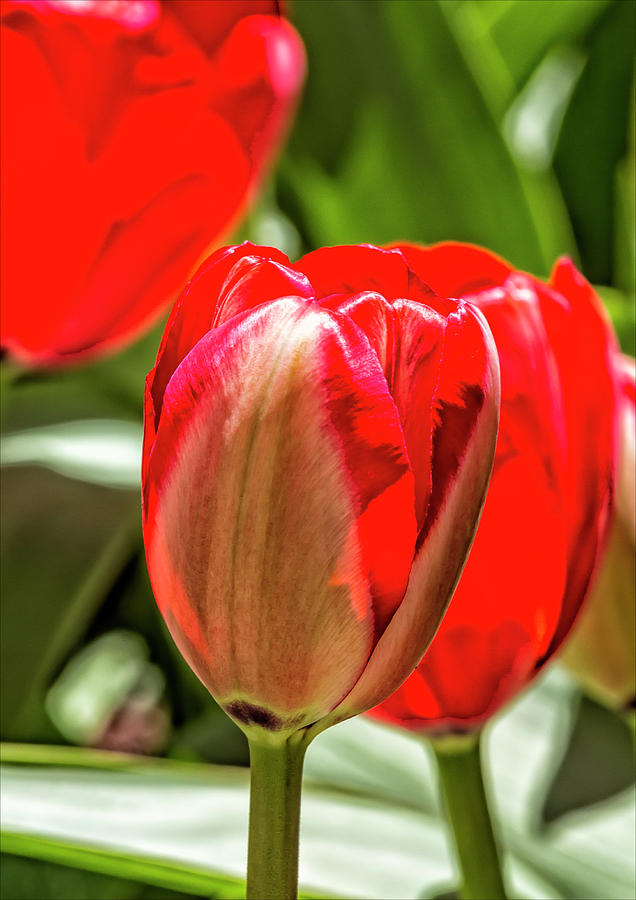 Tulips #70 Photograph by Robert Ullmann