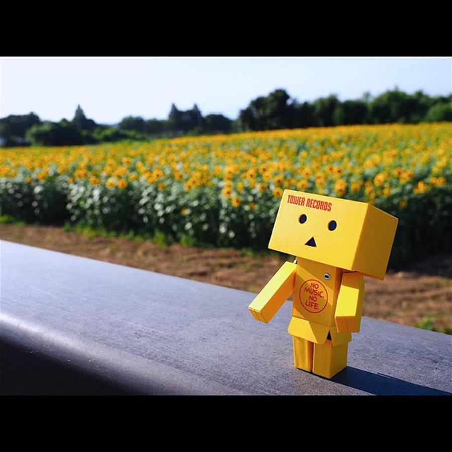 Sunflower Photograph - Instagram Photo #701439194842 by Kazuta Tomoya