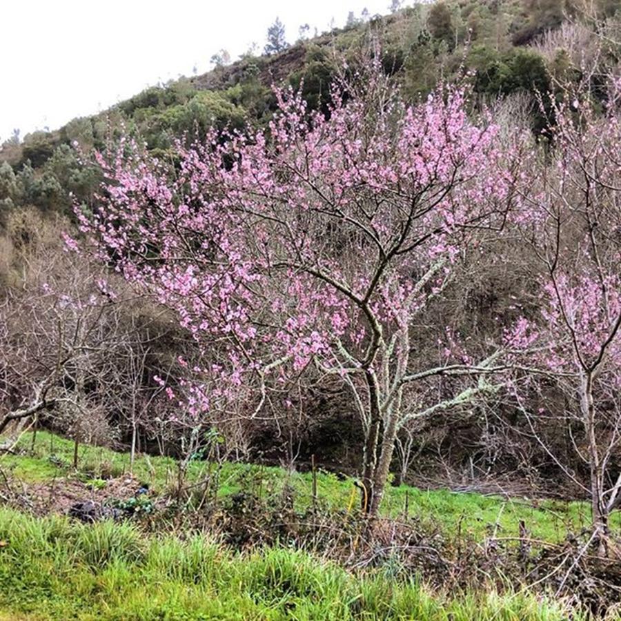 Spring Photograph - 7/04/2016⌚
what A Beautiful Cherry by Juan Sebastian Moreno