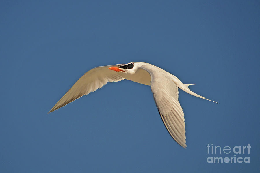 71- Elegant Tern Photograph by Joseph Keane