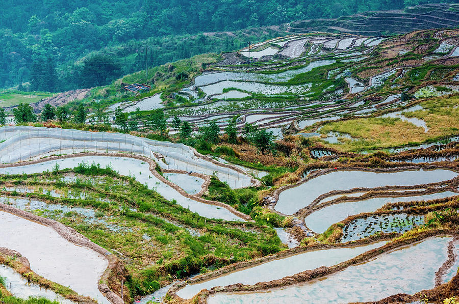 Longji terraced fields scenery #71 Photograph by Carl Ning