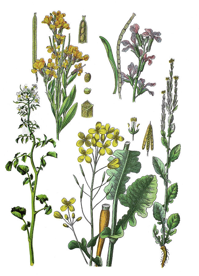 Various Medicinal Plants Drawing by Bildagentur-online | Fine Art America