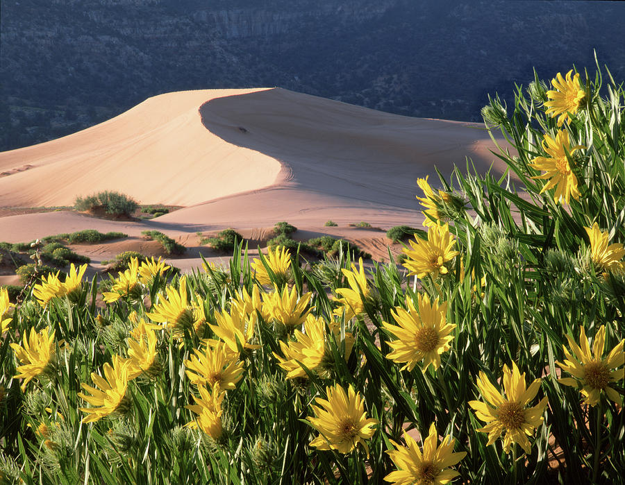 712403 H Sunflowers and Sand Dunes Photograph by Ed Cooper Photography