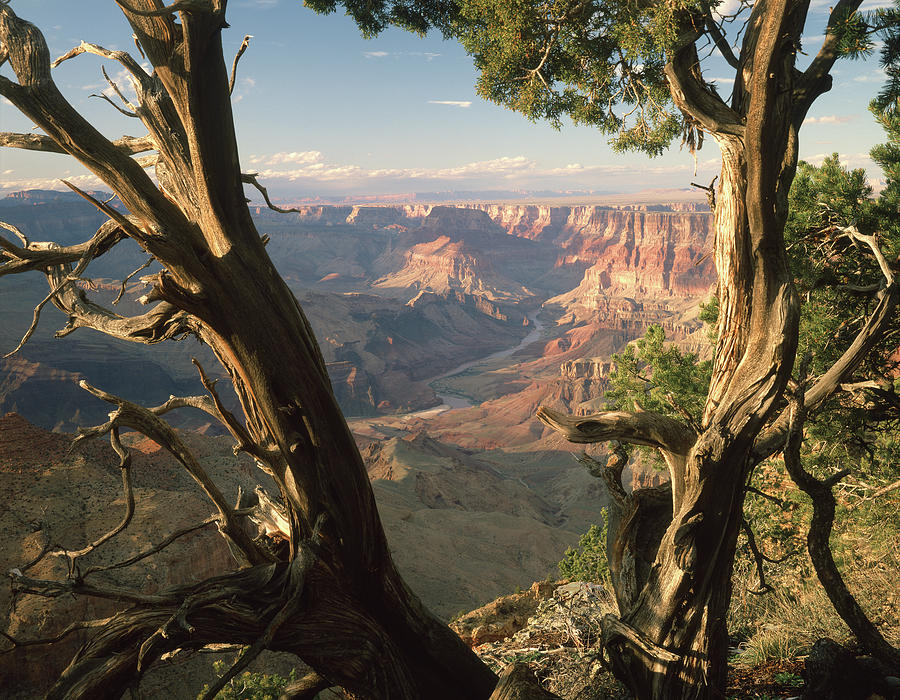 713260h Grand Canyon From Desert View Photograph