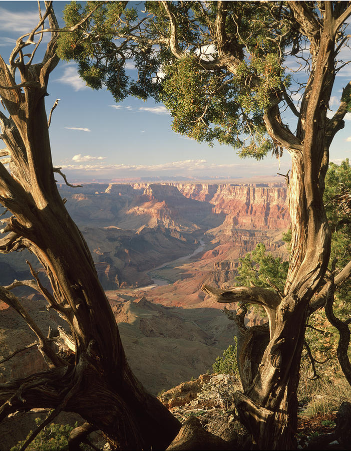 713261 V Desert View Grand Canyon Photograph by Ed Cooper Photography