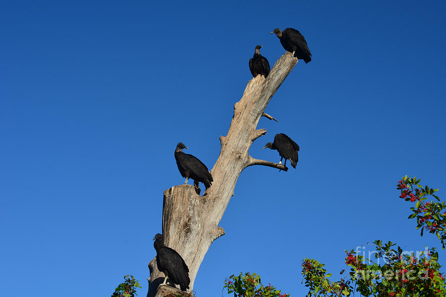 72- Black Vultures Photograph by Joseph Keane