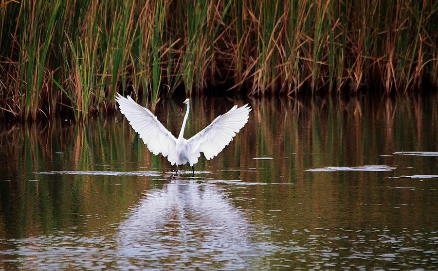 Egret Photograph - Great White Egret  #72 by Paulette Thomas