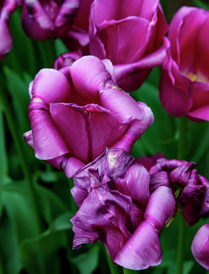 Tulips #72 Photograph by Robert Ullmann