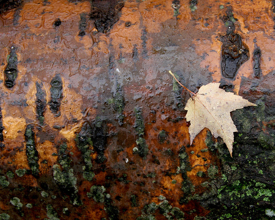 Fall Photograph - Untitled #72 by Paul Drewry