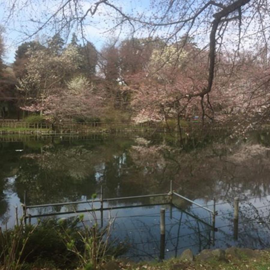 Nature Photograph - Cherry blossoms and their reflection on the water of a pond by Toru Nakayama