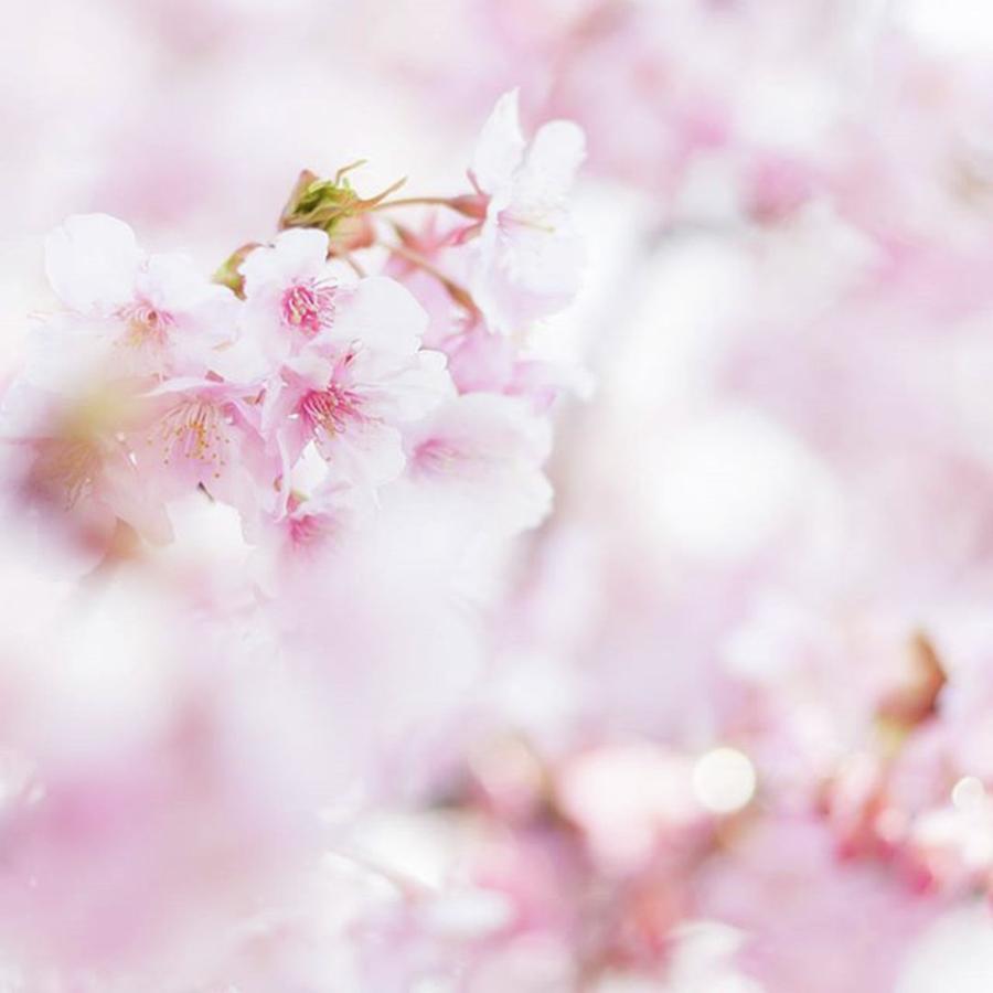 Flower Photograph - Instagram Photo #721526205922 by Toshinori Inomoto