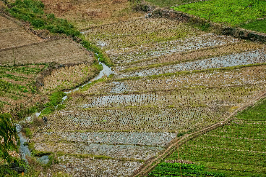 Rice fields scenery in autumn #73 Photograph by Carl Ning