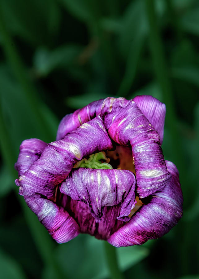 Tulips #73 Photograph by Robert Ullmann