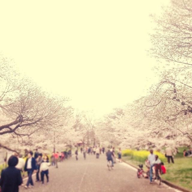 Spring Photograph - Instagram Photo #731429192773 by C A O R I I