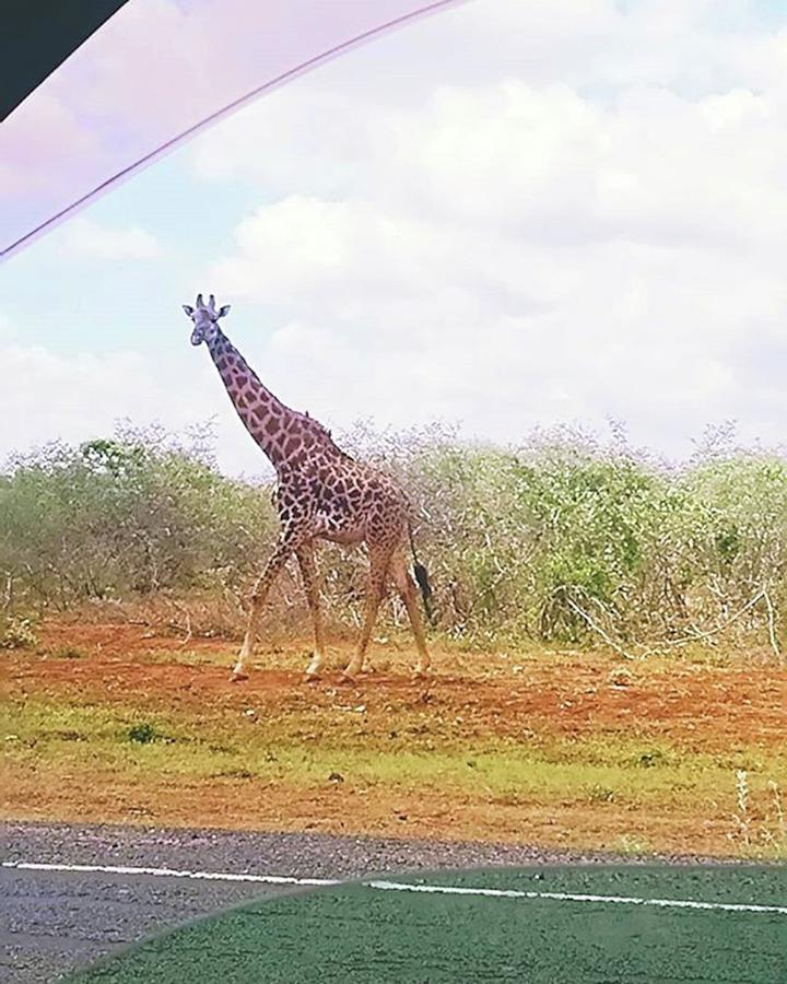 Giraffe Photograph - Instagram Photo #731544937254 by Risa Ishitani