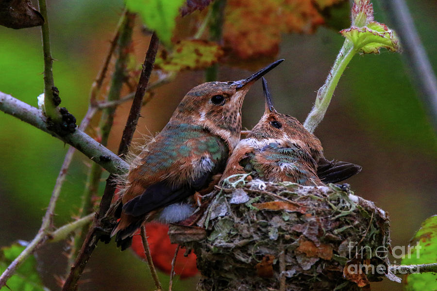 Hummingbird Photograph - 7389 All Feathered Out by Craig Corwin