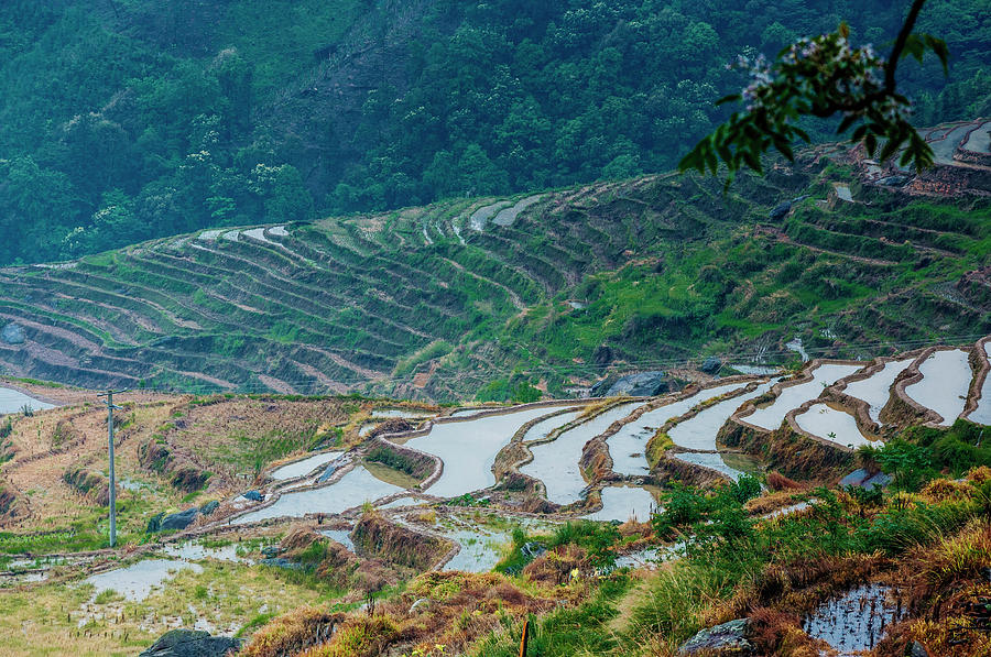Longji terraced fields scenery #74 Photograph by Carl Ning