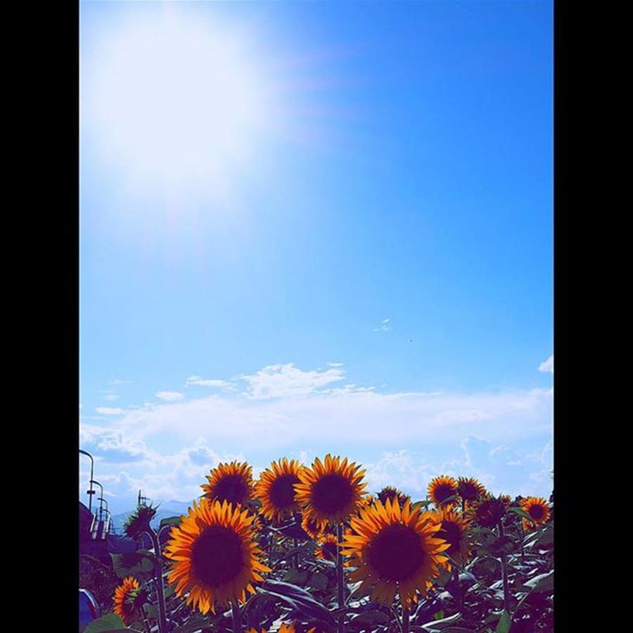 Sunflower Photograph - Instagram Photo #751439194837 by Kazuta Tomoya