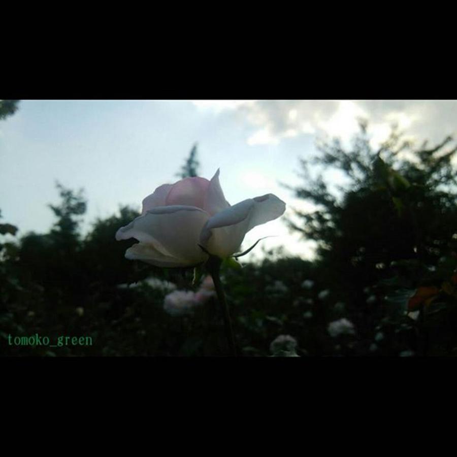 Flower Photograph - Instagram Photo #751444575193 by Tomoko Takigawa