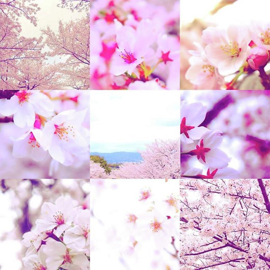 Cherryblossom Photograph - Instagram Photo #751493117924 by Soma Yamamoto