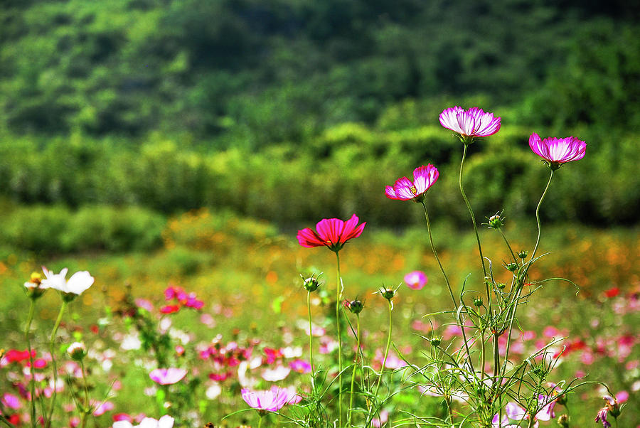 Galsang flowers in garden Photograph by Carl Ning - Fine Art America