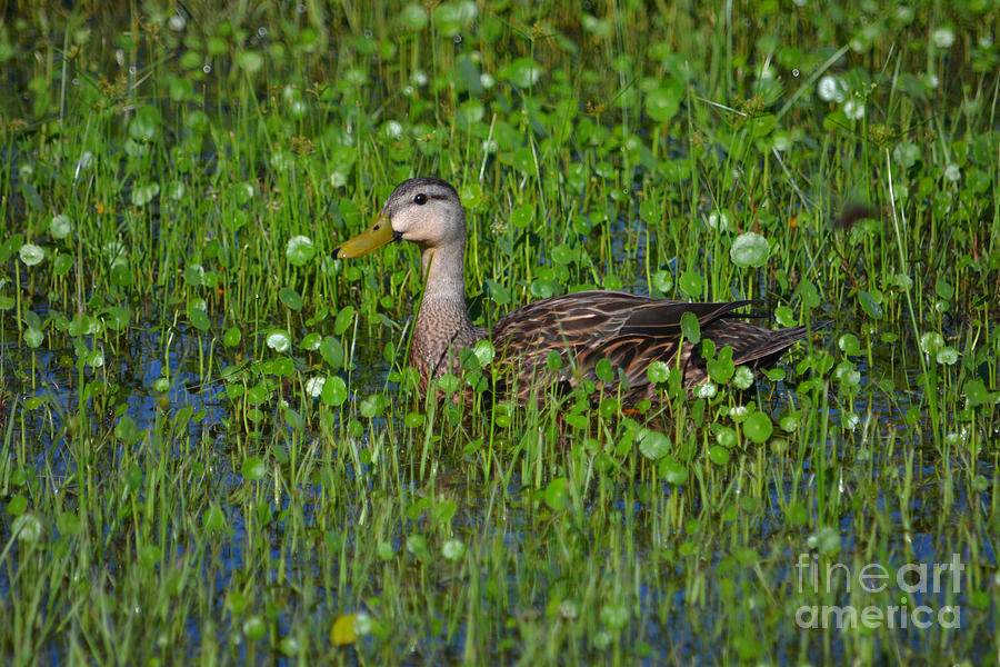 76- Mottled Duck Photograph by Joseph Keane