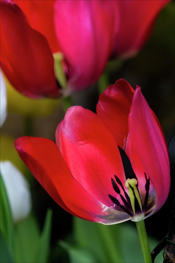 Tulips #76 Photograph by Robert Ullmann
