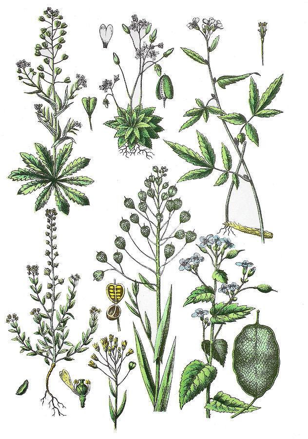 Various Medicinal Plants #44 Drawing by Bildagentur-online - Fine Art  America