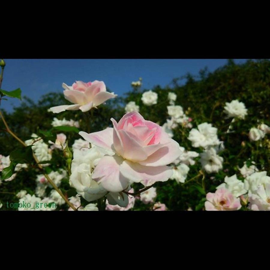 Flower Photograph - Instagram Photo #761445952336 by Tomoko Takigawa