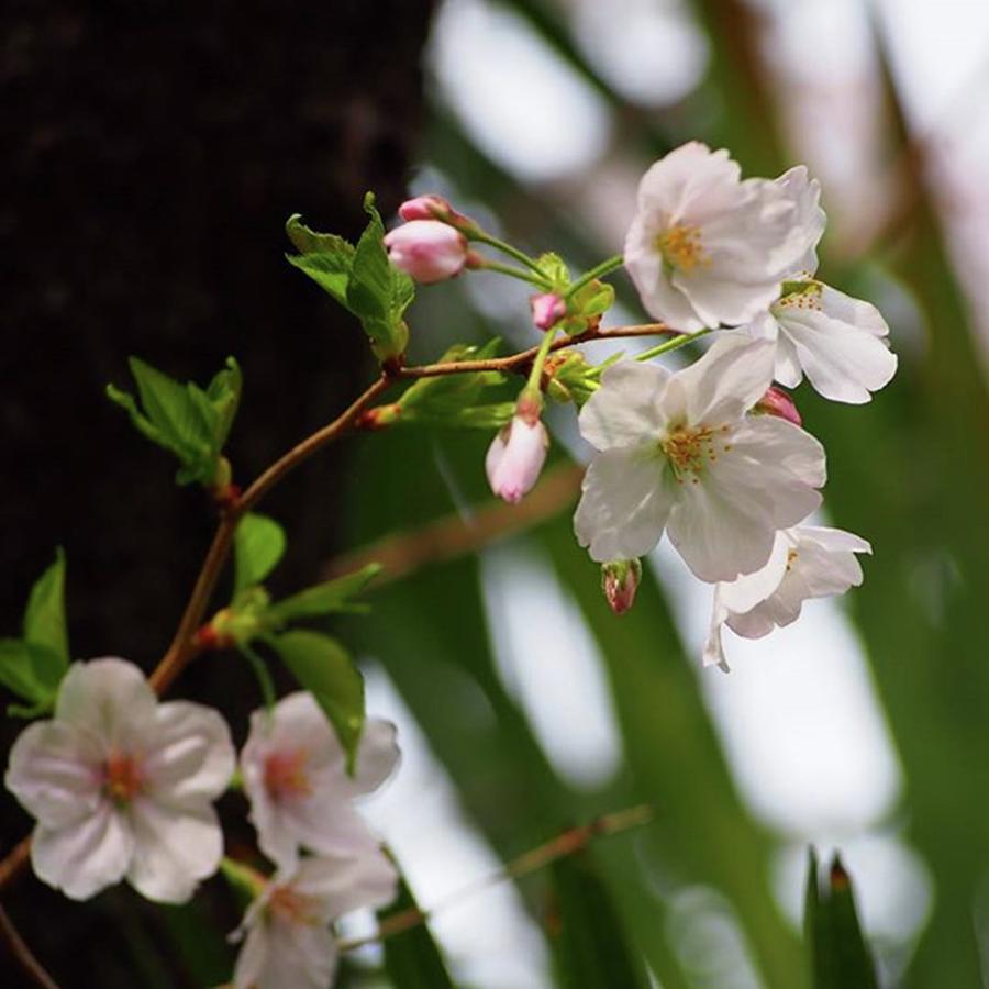 Spring Photograph - Instagram Photo #761489819363 by Miki Tarao