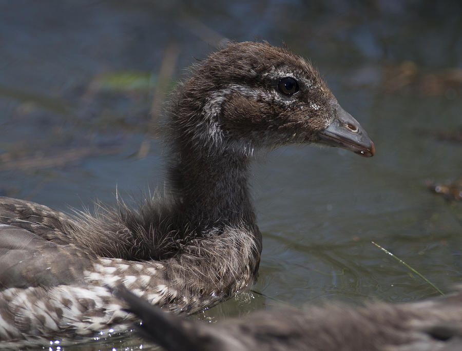 Duckling #77 Photograph by Masami Iida