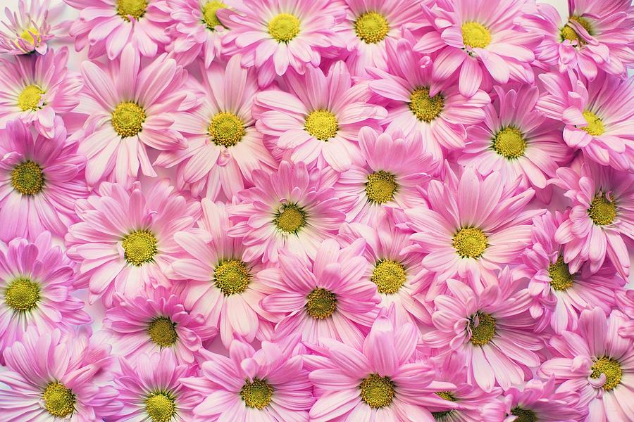 Daisy Digital Art - Flower #77 by Super Lovely