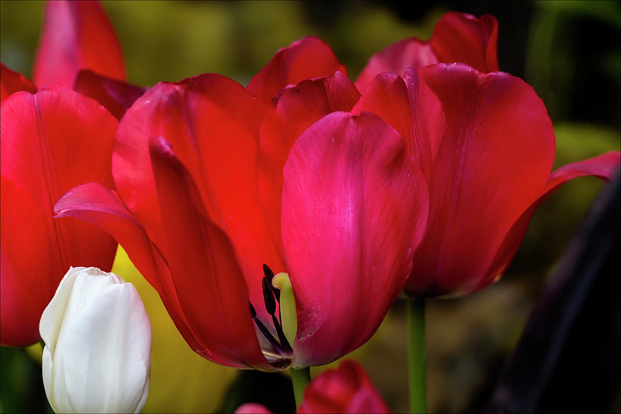 Tulips #77 Photograph by Robert Ullmann