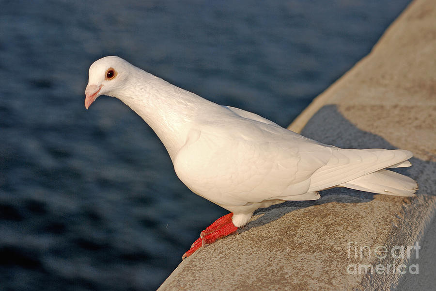 77- White Dove In Paradise Photograph by Joseph Keane
