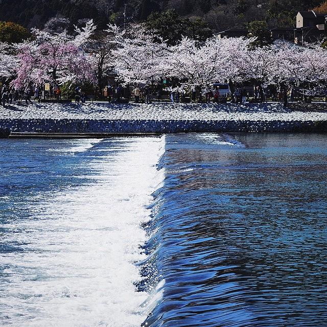 Spring Photograph - Sakura #2 by Yasuhito Shimizu