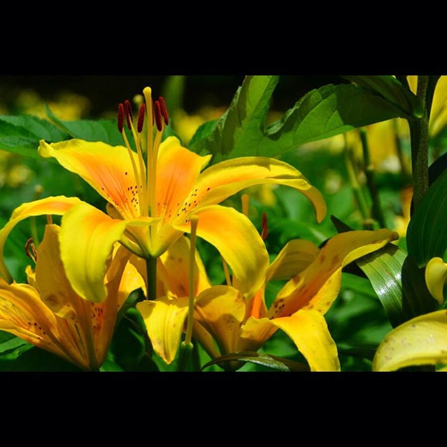 Lily Photograph - Yellow Lily #1 by Hiromune Ashizawa
